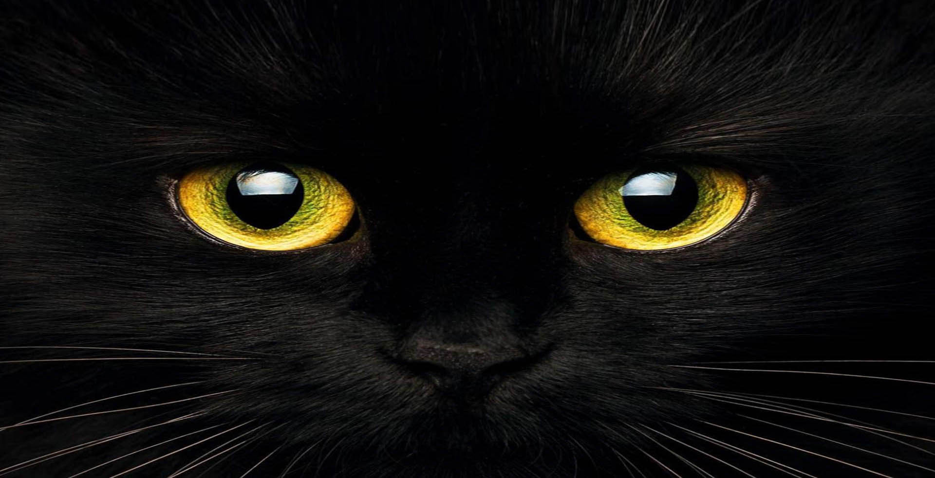 مشکی مستقیم یونی دای